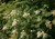 Sorbaria sorbifolia'Sem' thumbnail